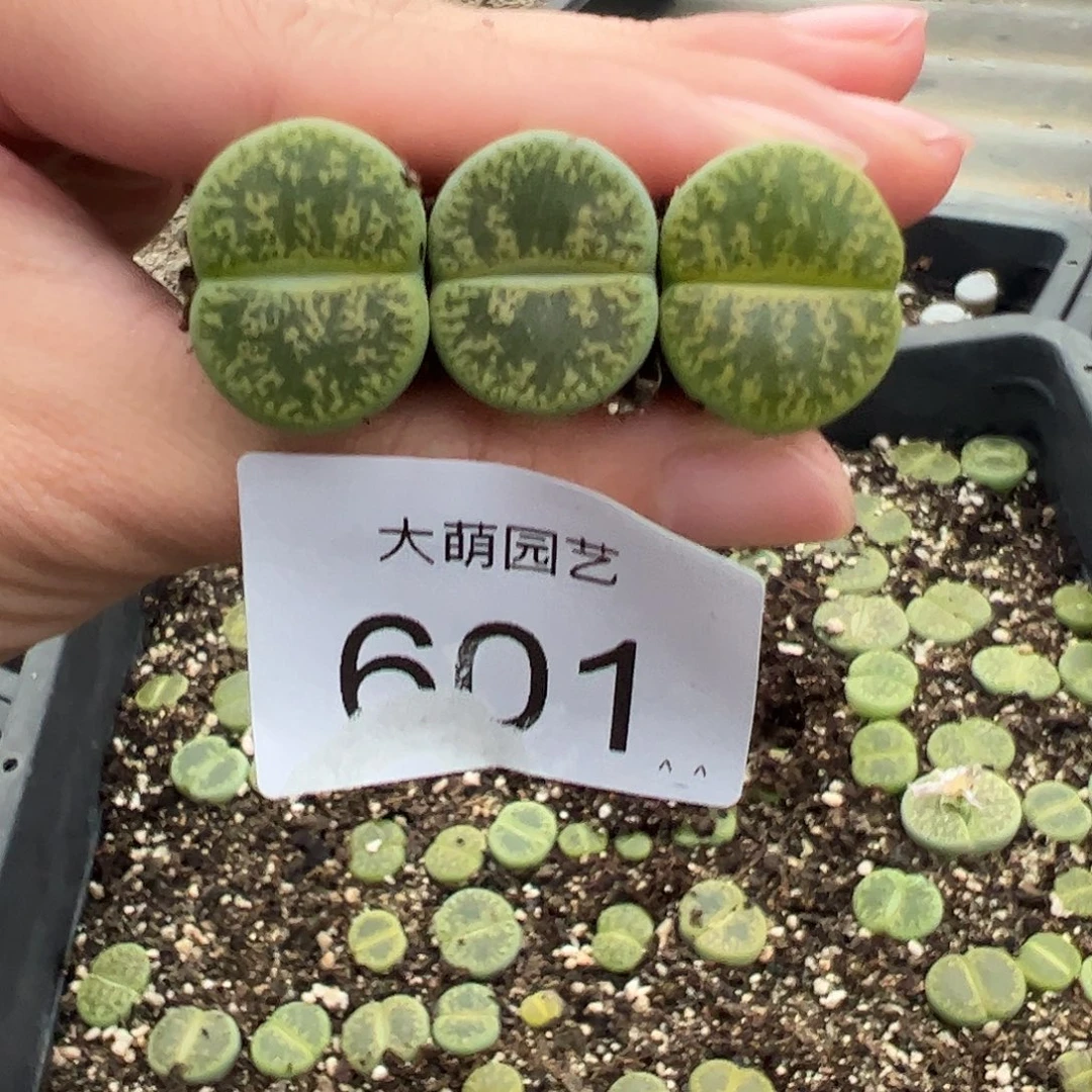 0000601量拍黄绿紫薰3颗