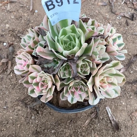 冷***风912粉女巫多肉植物