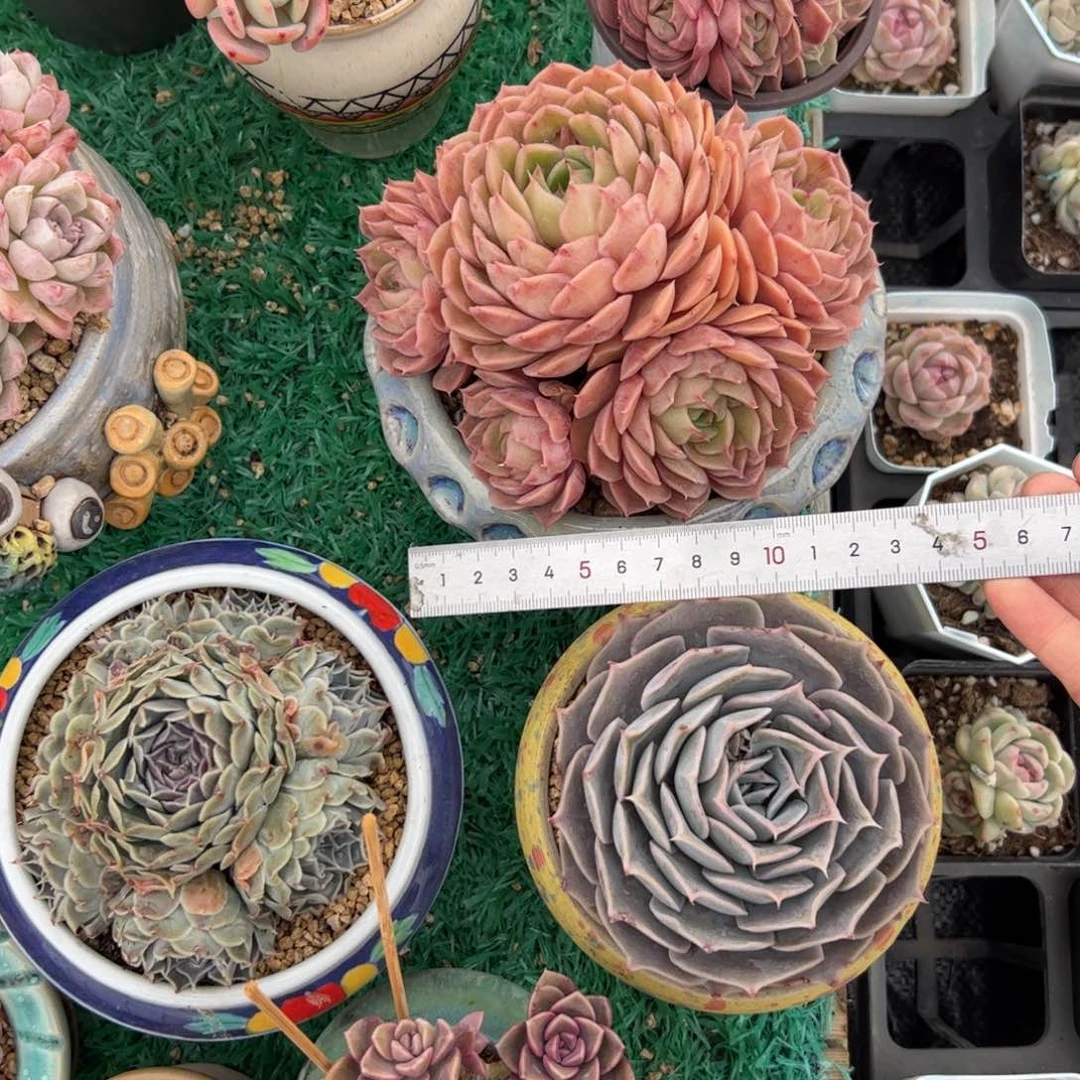 仰***光040 多肉植物组合盆栽