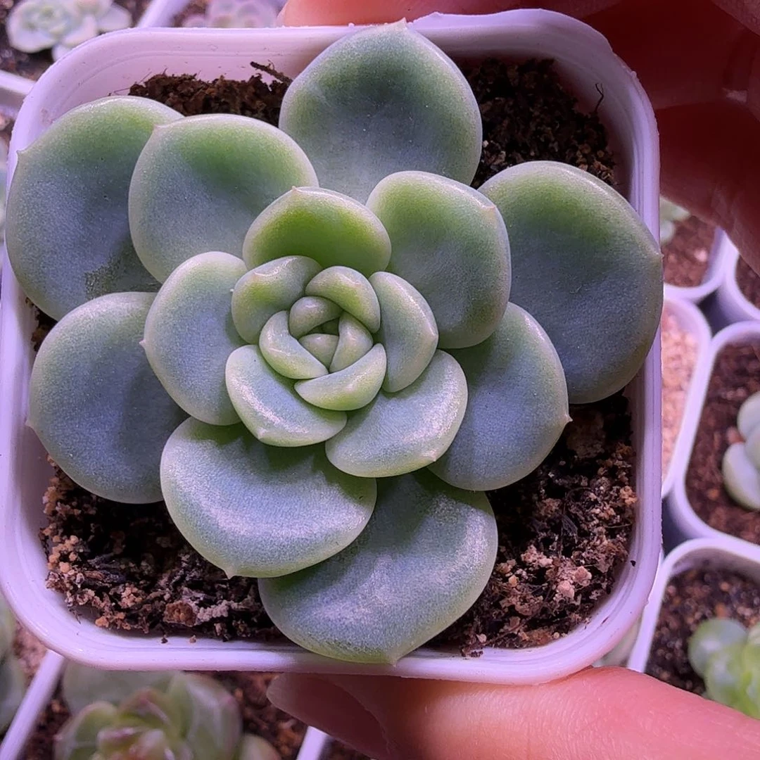 奶油财富c33一物一拍