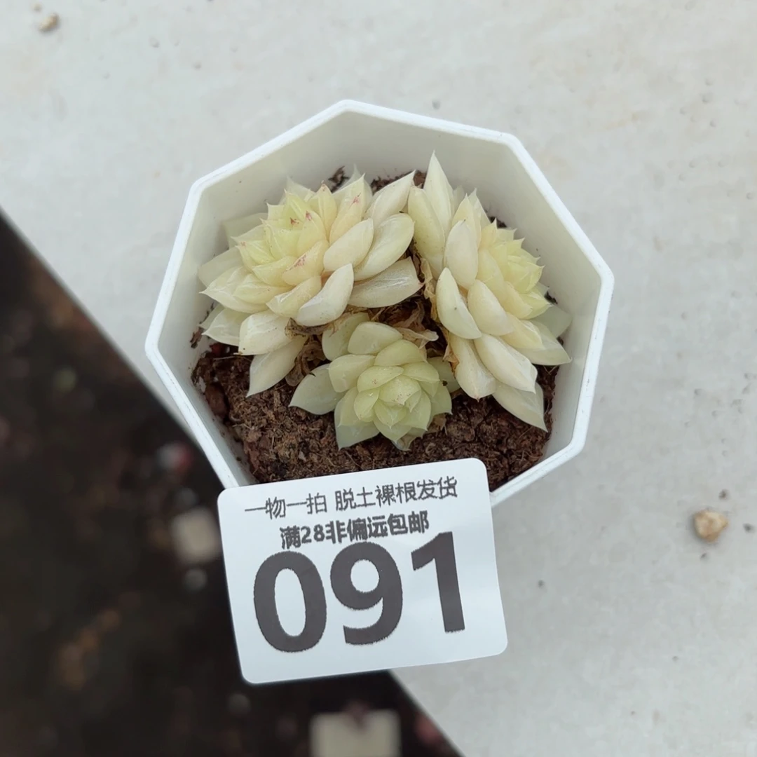 白天鹅麦秆无盆土发货