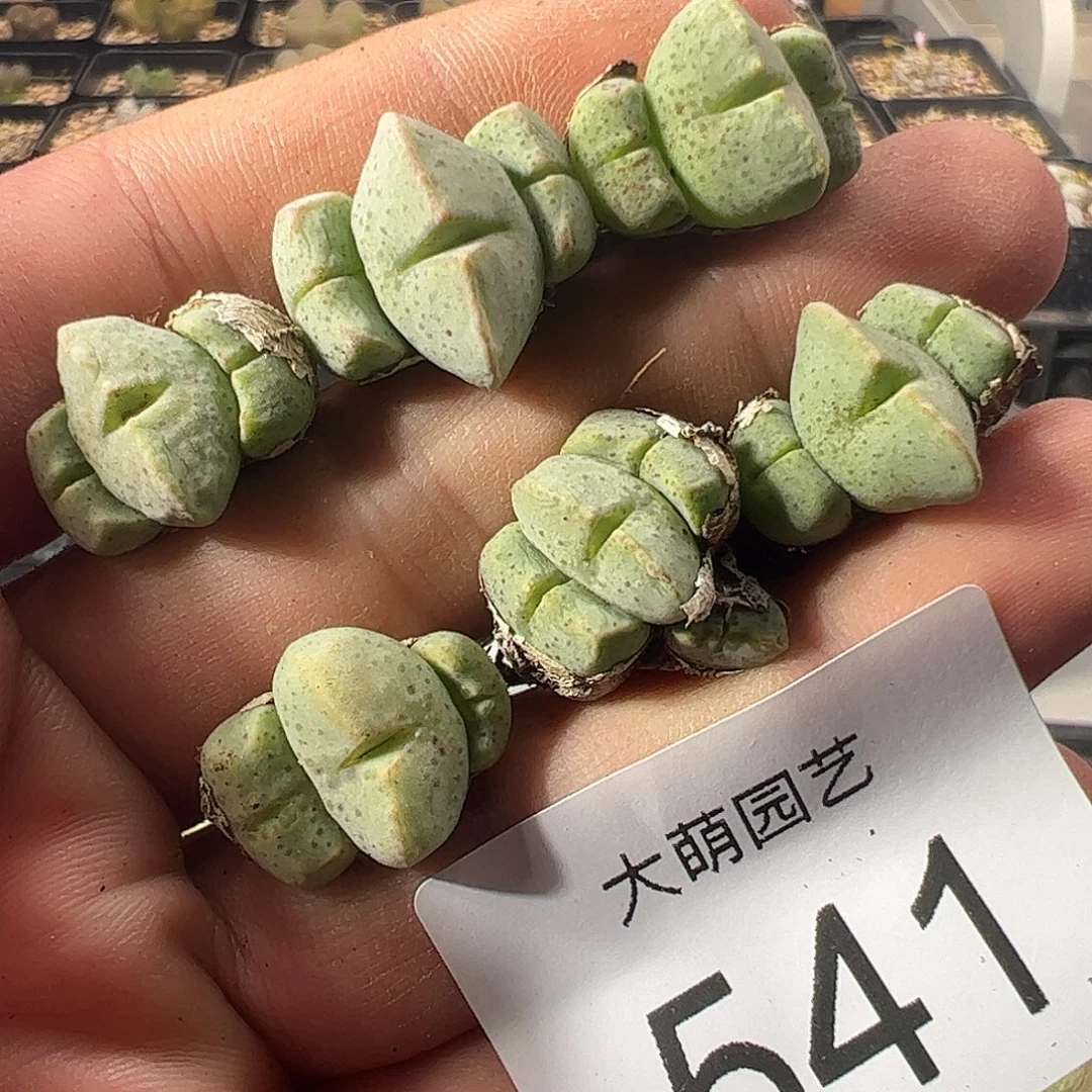 一物一拍。      541