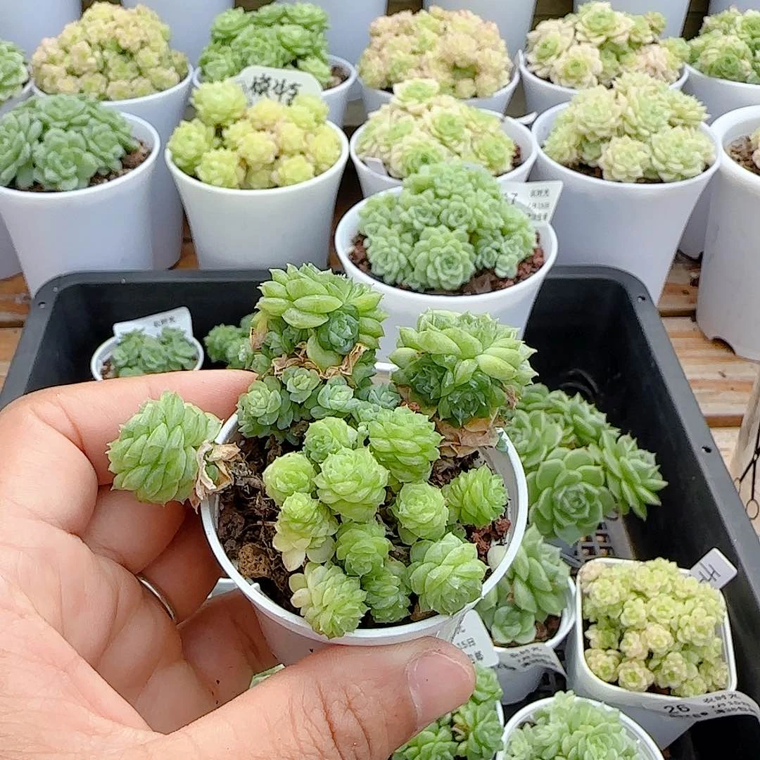 【闪购商品】0715-31优选麦杆（散