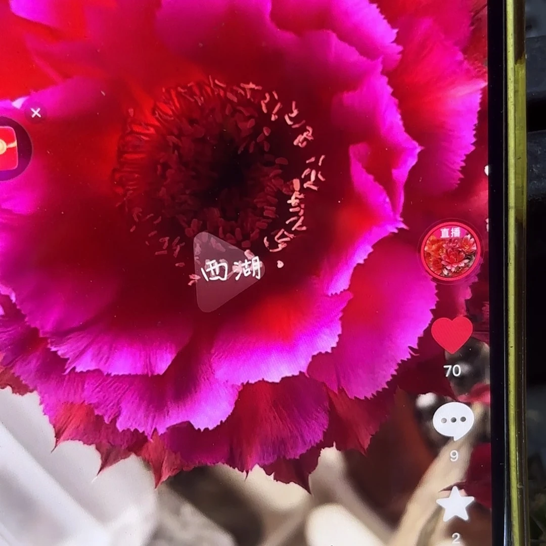 r热加彩侧牙20包邮仙人球18