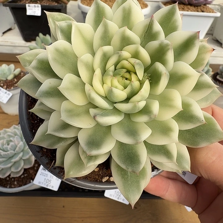 白月影锦11111115-101