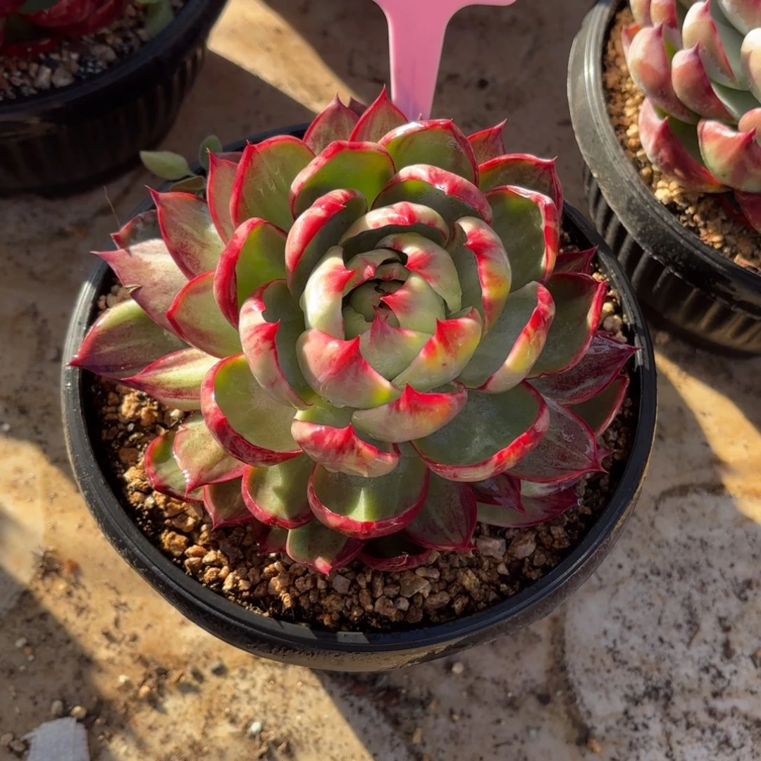 多肉植物惊鸿仙子