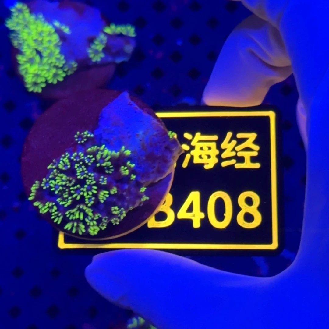 ****方纽扣珊瑚又又不包邮草皮B408