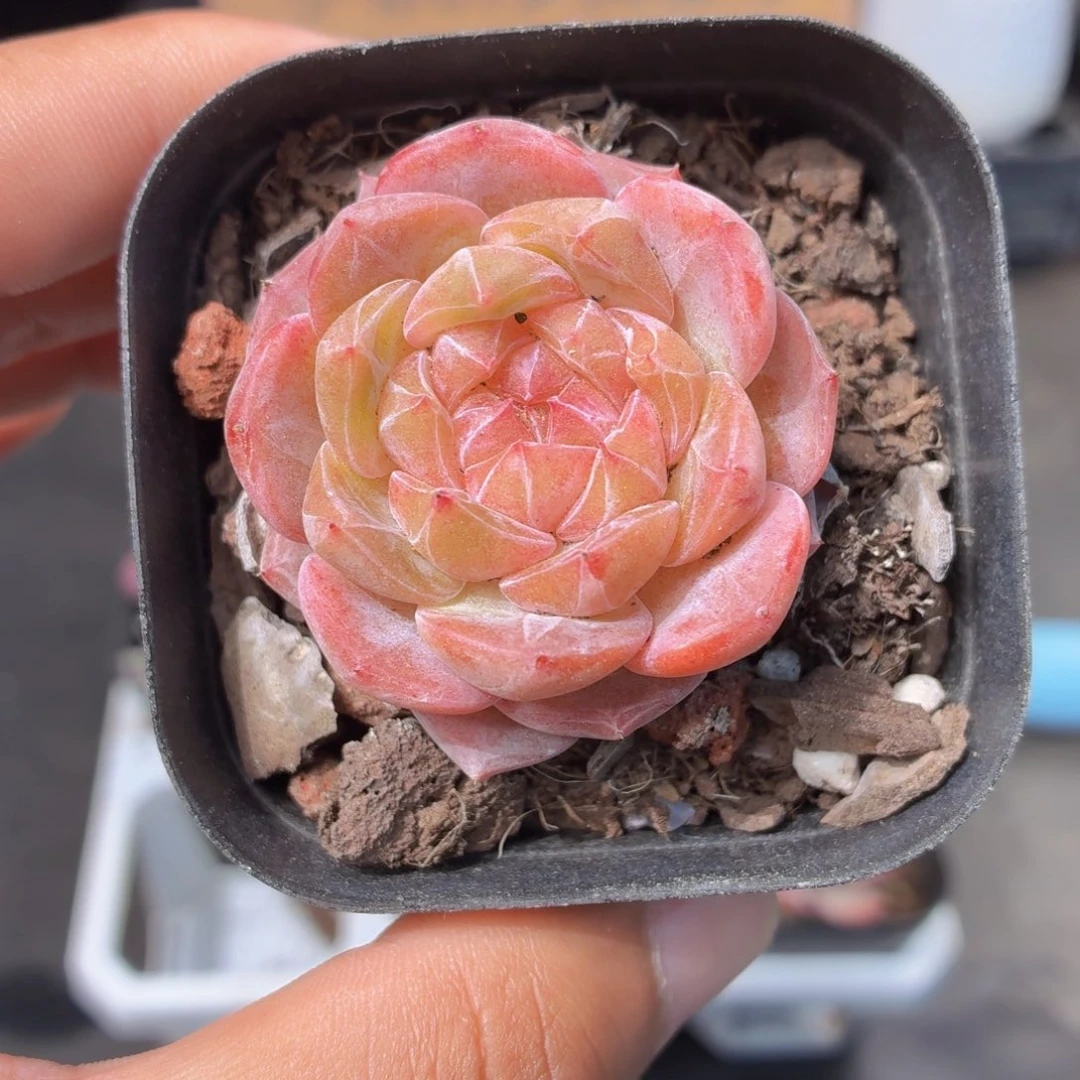 雪塔多肉9.9包邮发货