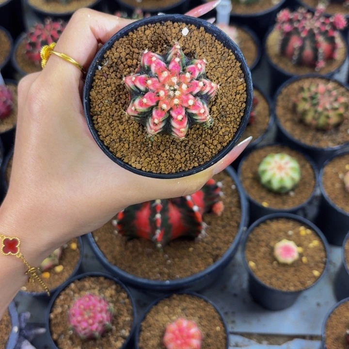 海神锦000000000000088