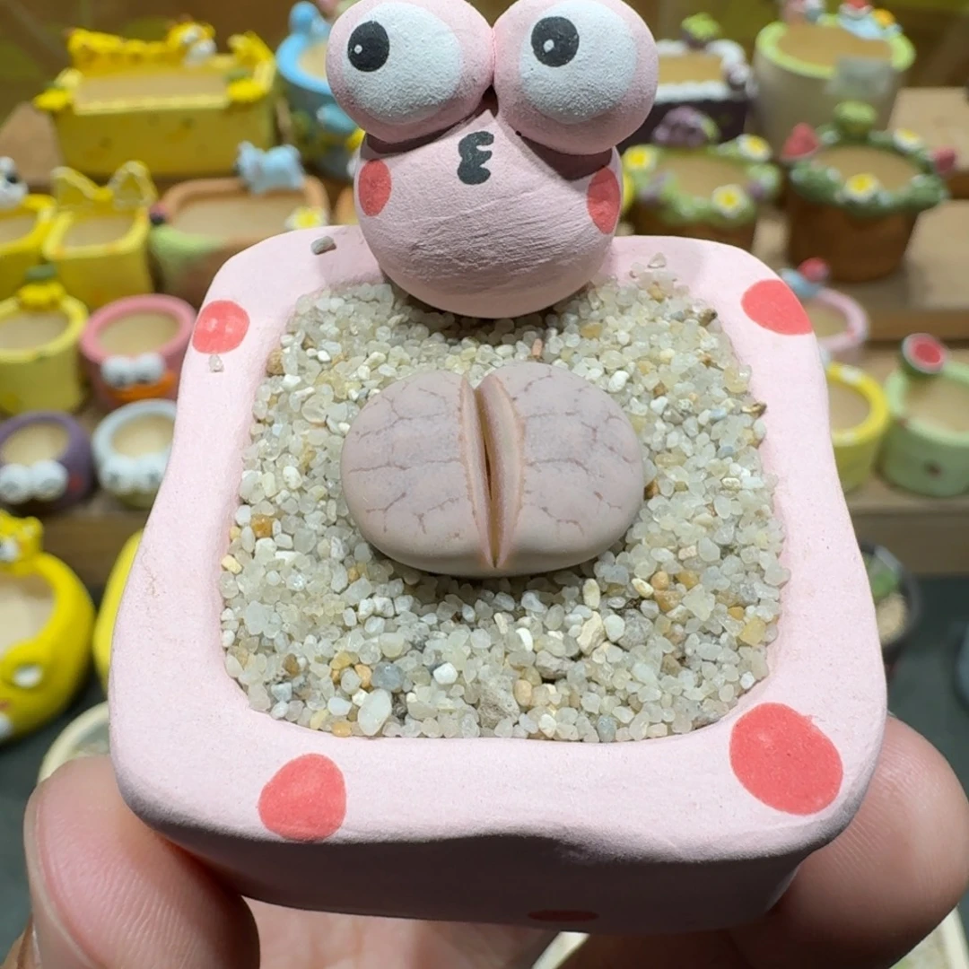 蘑菇1051粉荒玉多肉植物