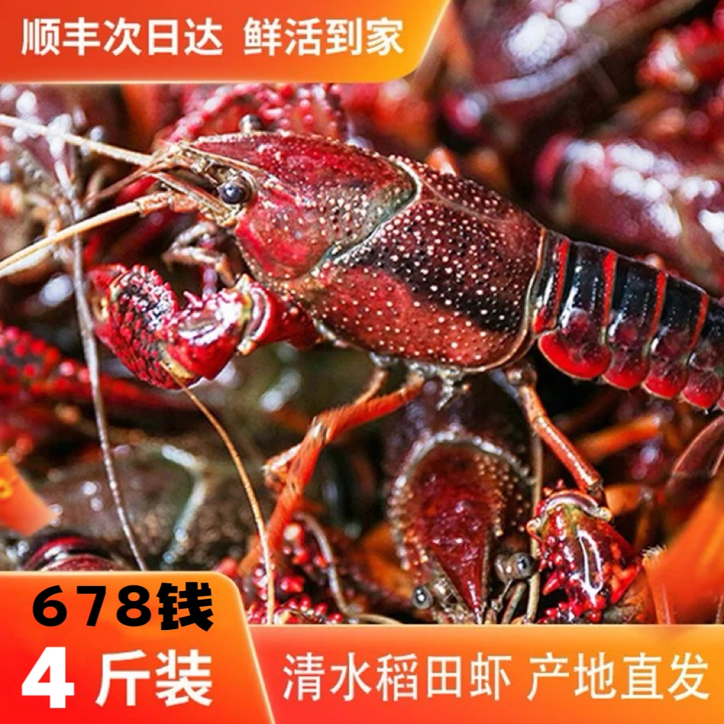 【鲜活小龙虾】单只6-8钱清水红壳龙虾4斤装精品