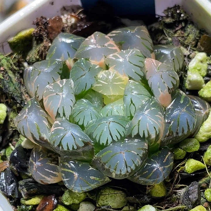 518卜卜紫锦特选福利