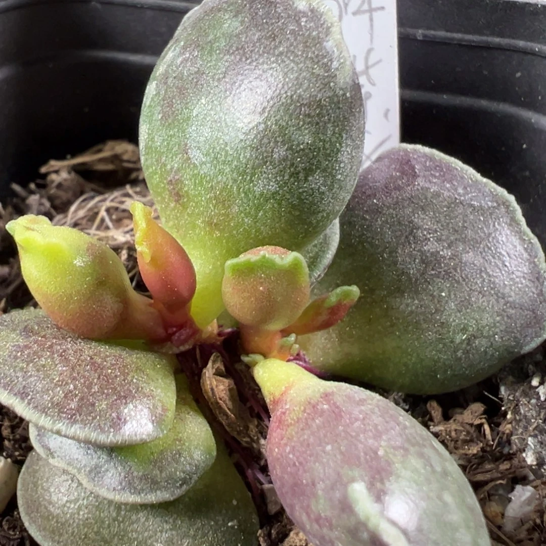 w扁叶全紫海豹多肉植物水泡