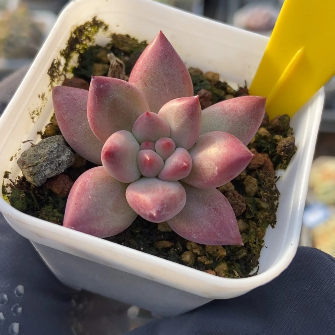 940余美人多肉植物保护