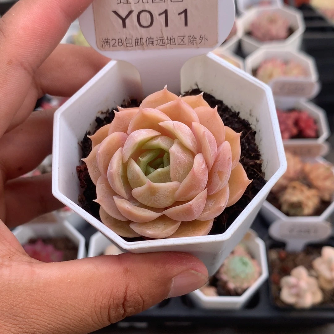 0011昂斯诺4.0厘米