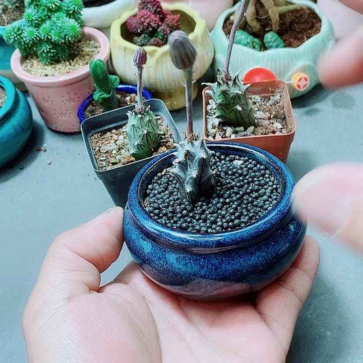 普西多肉植物1111111111