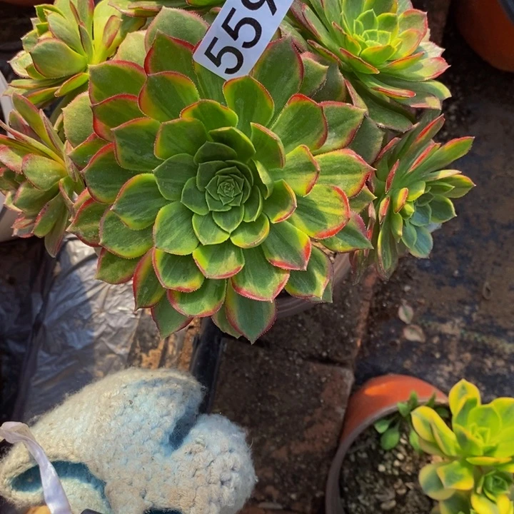 陈*559 万黄有断枝