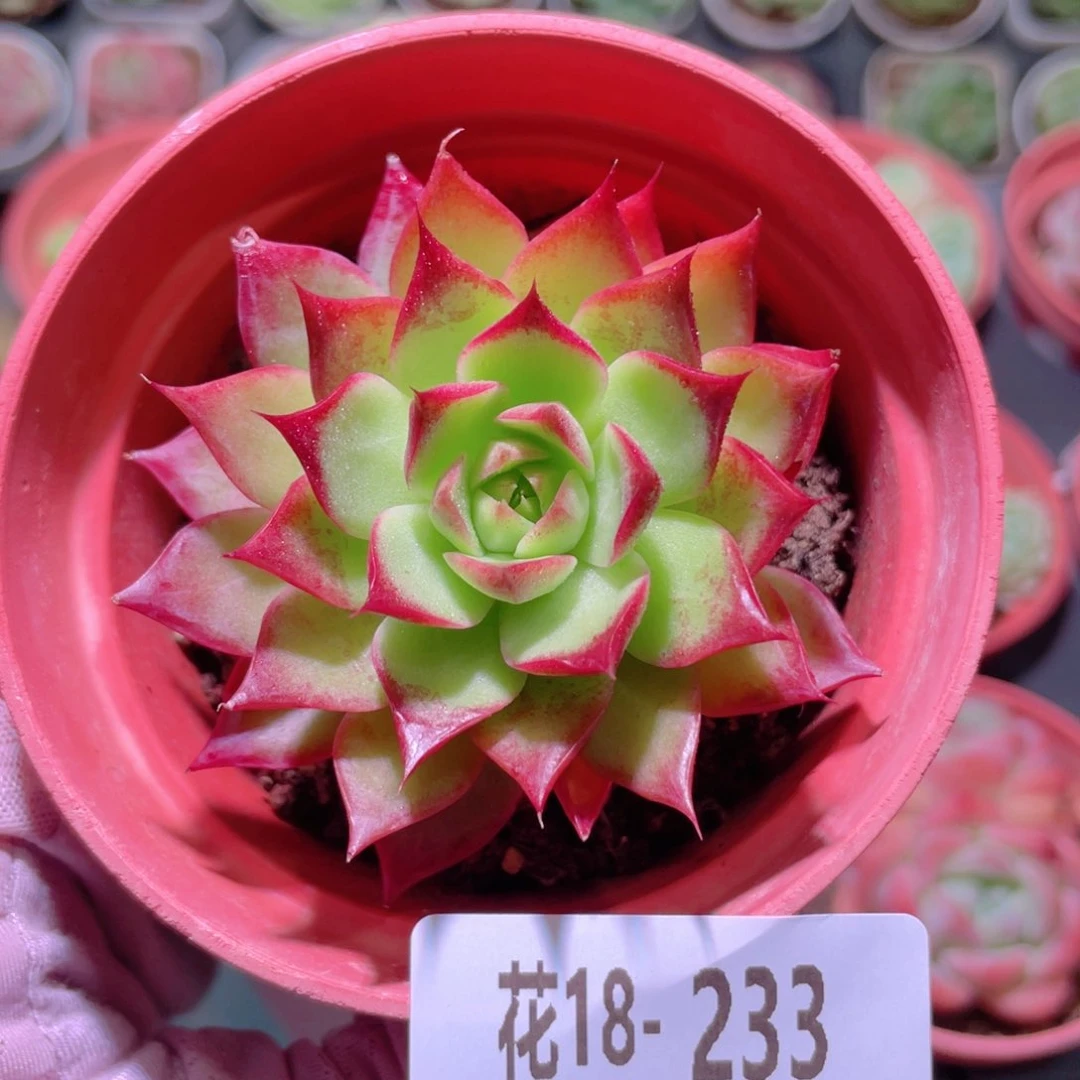 花利美18-233小海螺