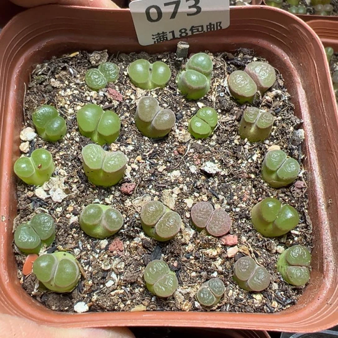 【闪购商品】 073。