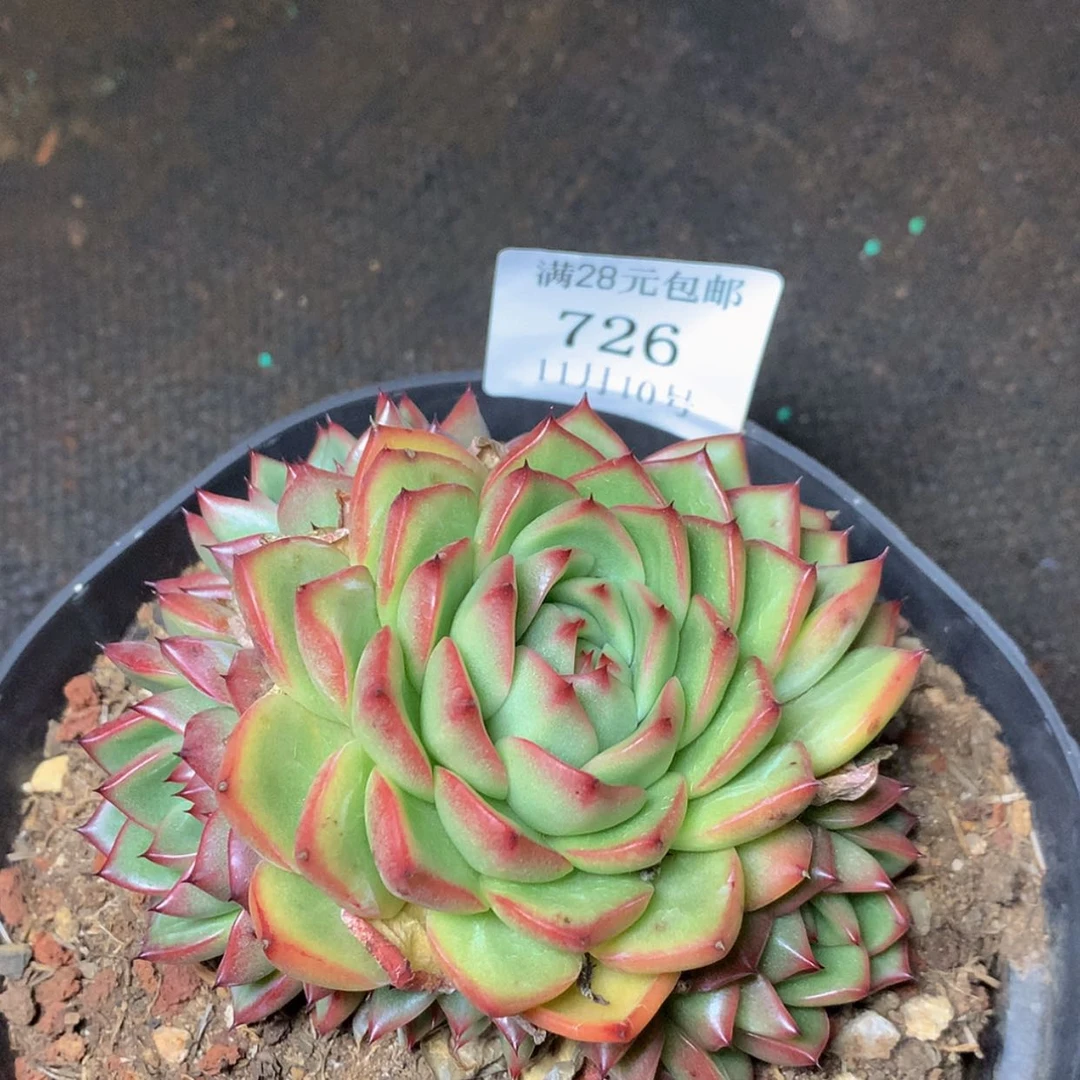 【闪购商品】云726号