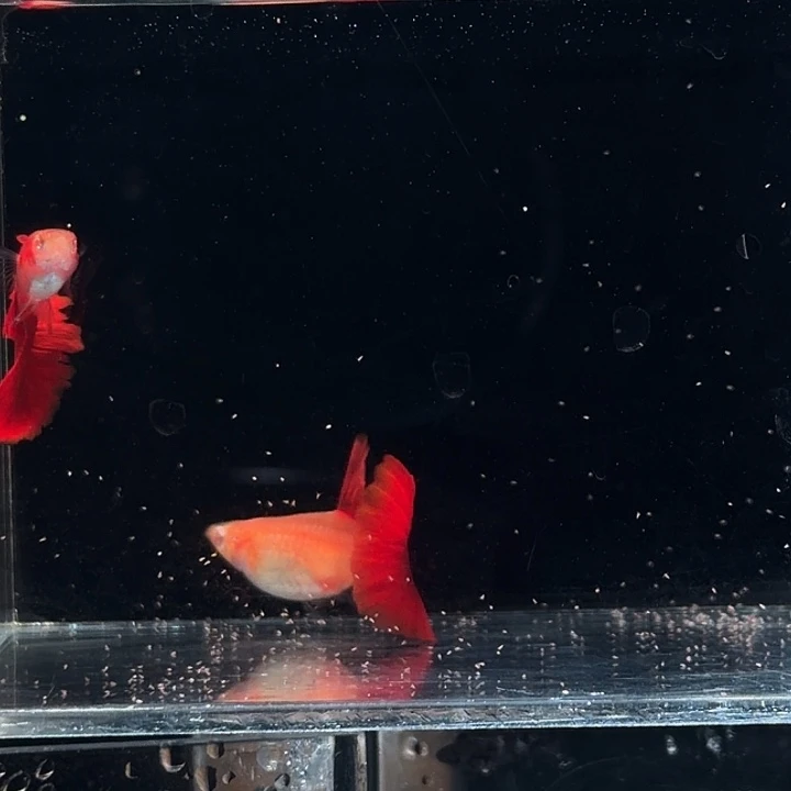 孔雀鱼血红一对种鱼