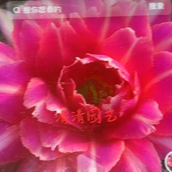 清清布兰卡侧牙瑕疵有黑点