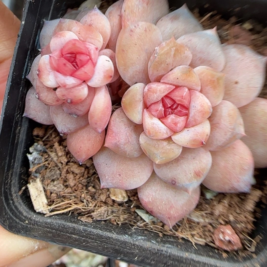 多肉小卡拉米糖心一物一拍