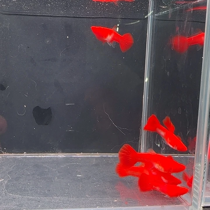 孔雀鱼火麒麟基因通背包肚双分水3对