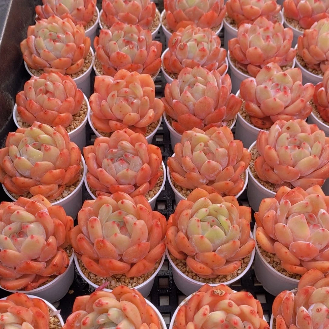 量拍35号 精品奶油果冻仙女橙单头五个