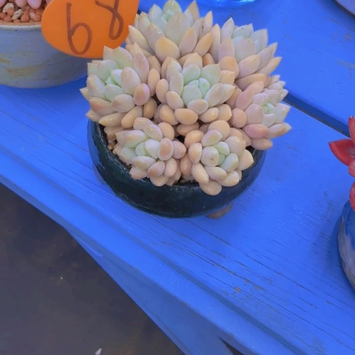 柒*?68多肉植物一物一拍