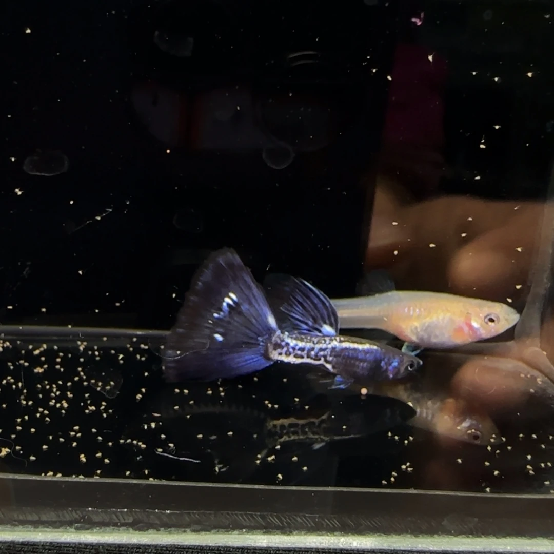 精品金属蛇纹紫尾1对