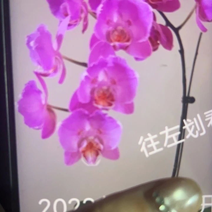 孟菲斯2.0福利苗不售苗