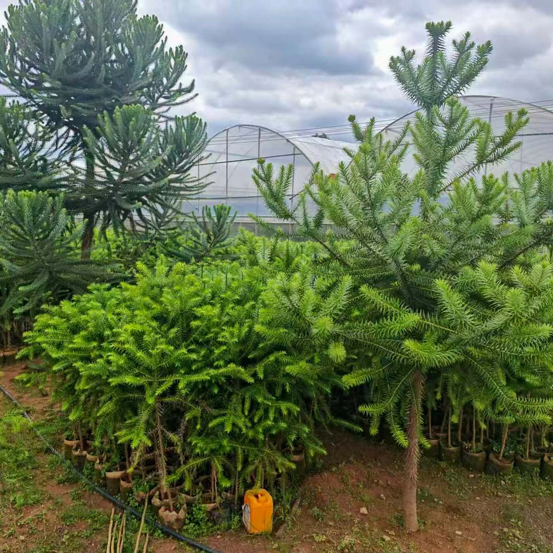 巴拉那松树苗耐寒耐旱正宗巴西进口树种云南种植基地直发