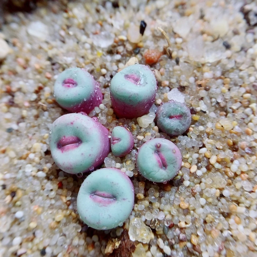 生石花花花花花花575