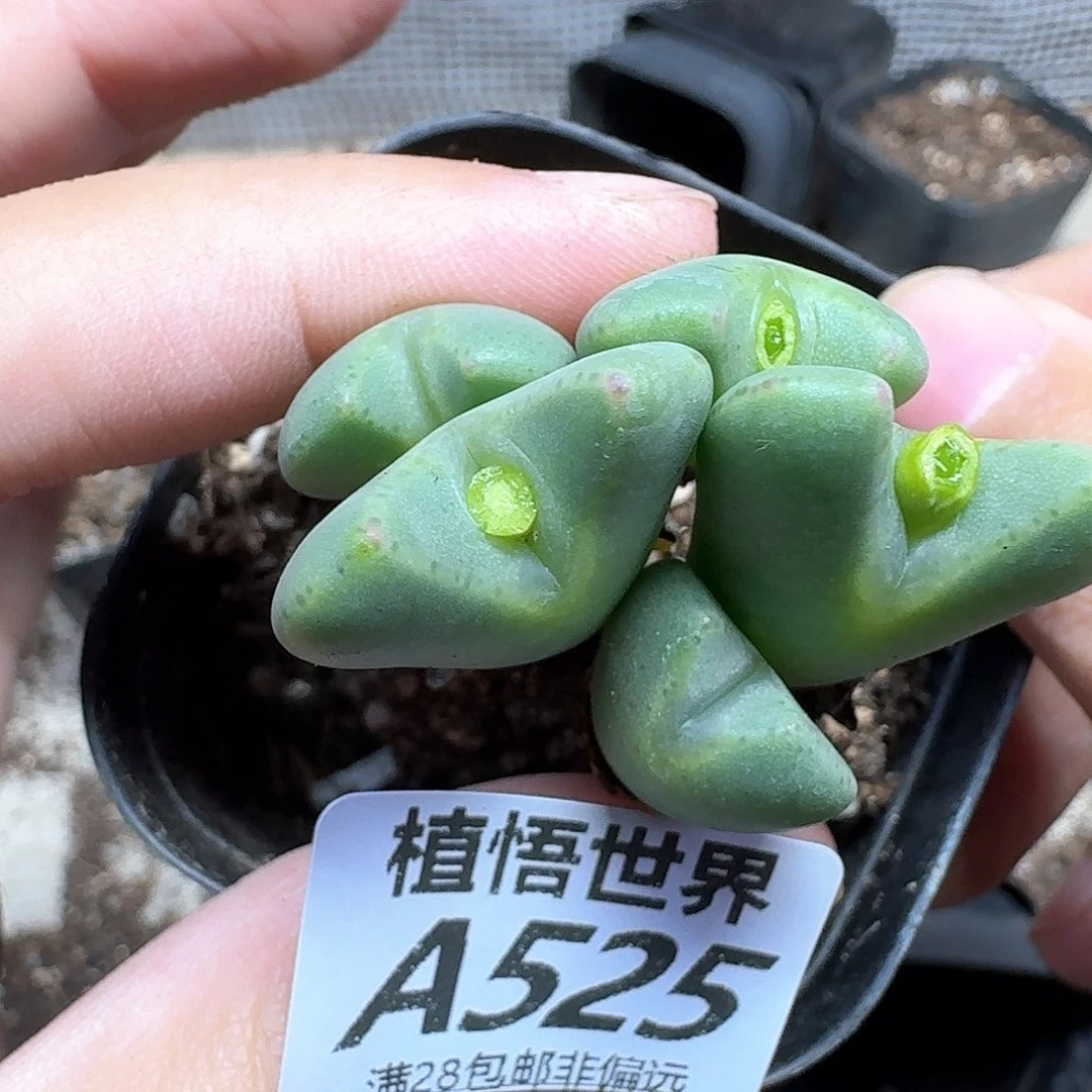 多肉植物的人生fgh