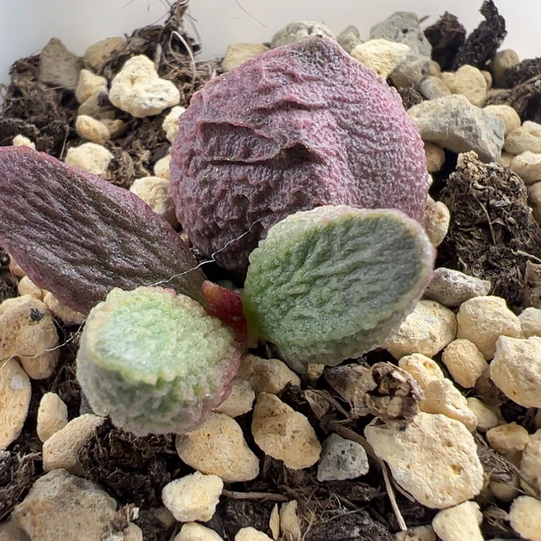 实生新品大苗多肉植物水泡