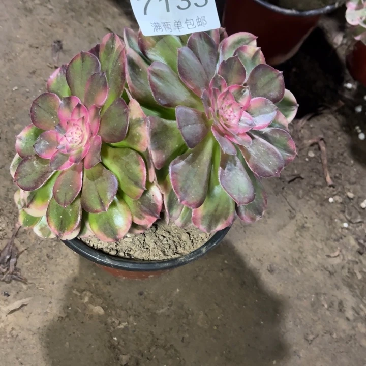 7133荔枝的人多肉的