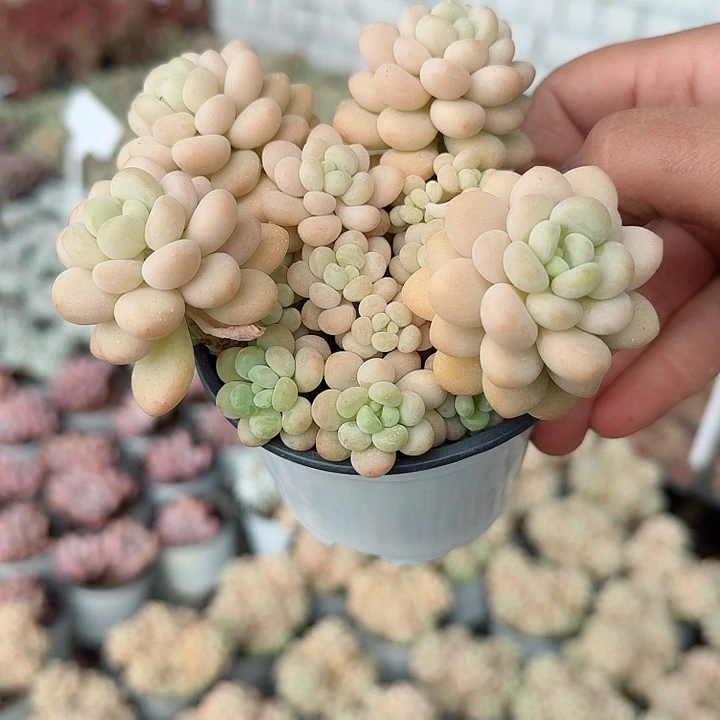 洛可可多肉植物精品