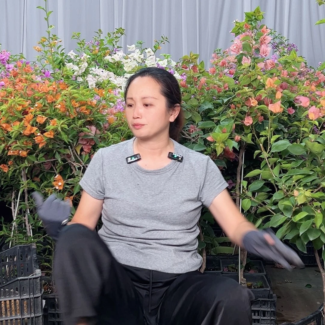 当前无花栽培后可以开花三角梅50