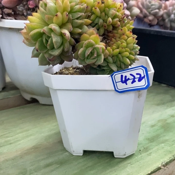 陈*一物一拍东云杂4222