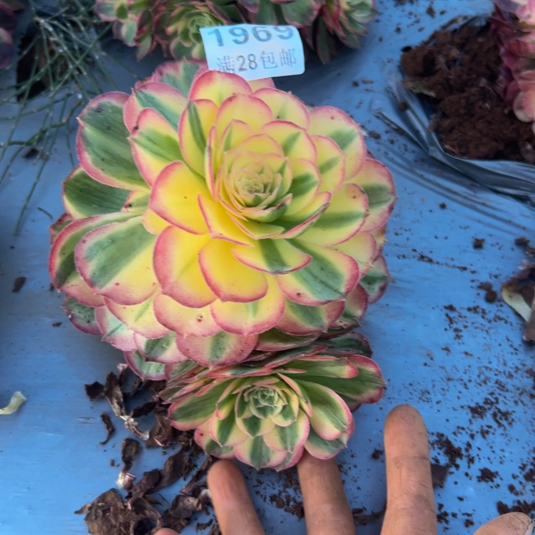 倒***海多肉植物1969脱土