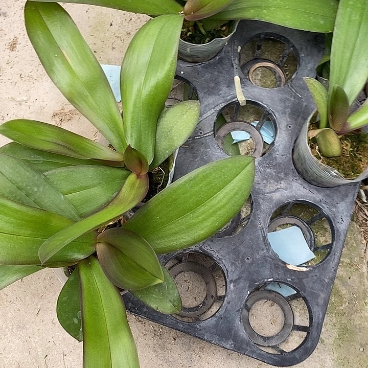 当前无花栽培后可以开花双头婚纱