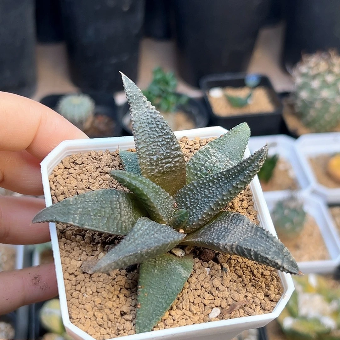 黑王寿硬叶十二卷子
