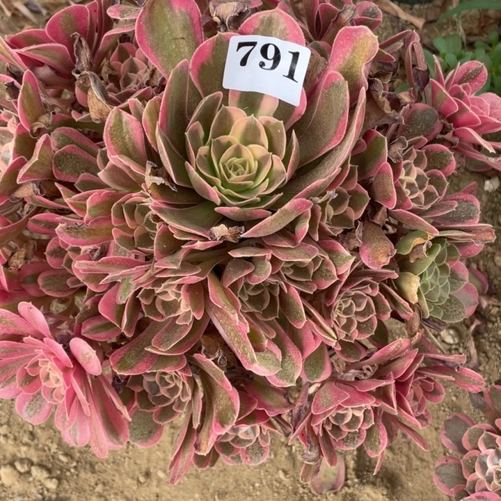 姗***s无花朵791多肉植物布加迪