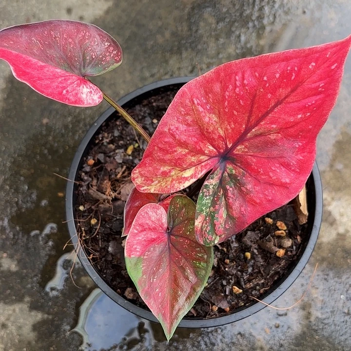 62-1125彩叶芋广东现货