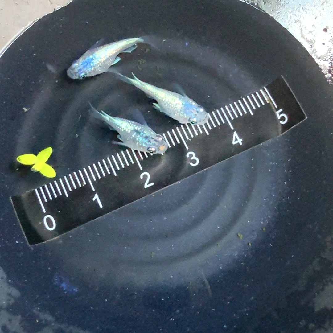 青鳉鱼海王星球体85号