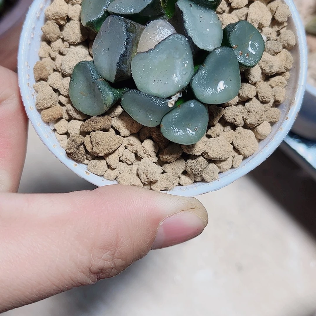 空门万象新手好养