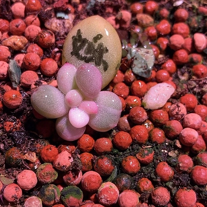 文乐奶酪锦多肉植物