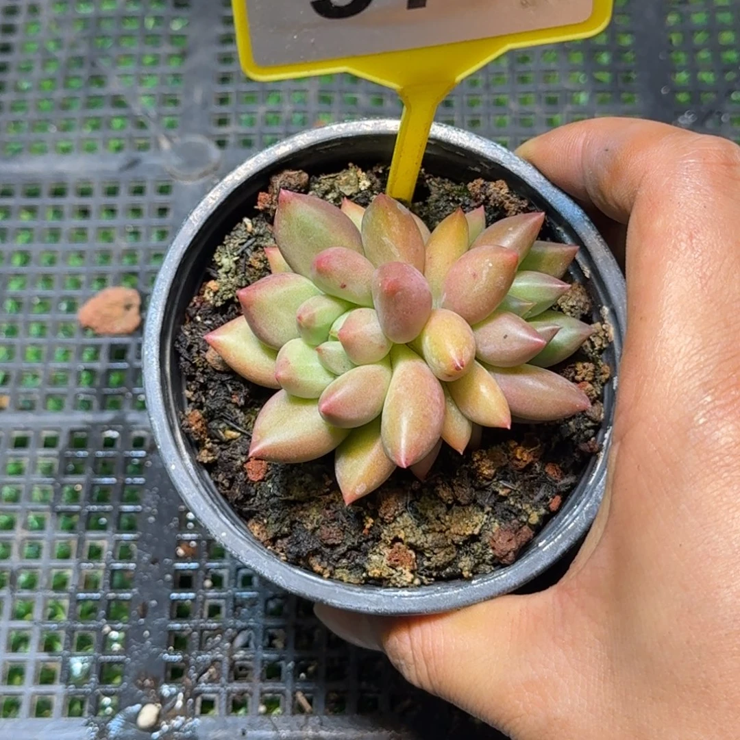 多肉植物米其林978