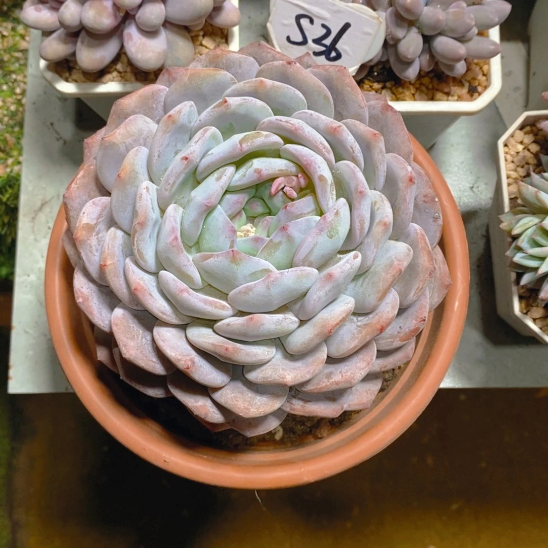 过**奶梦露大单头多肉植物